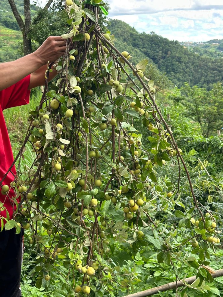 Loại cành quả cứ xuất hiện là hot”, nay được rao bán giá rẻ bất ngờ-1