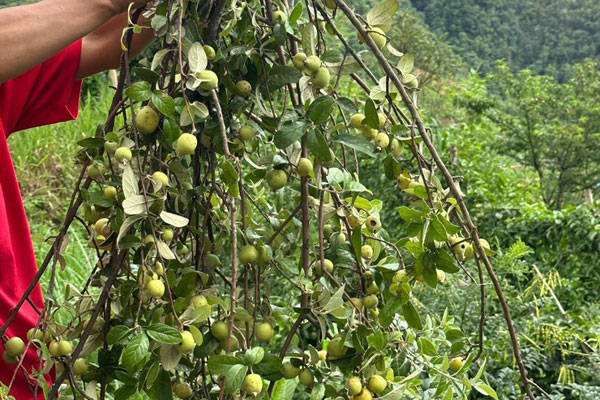 Loại cành quả lạ” nhập từ Trung Quốc, dân buôn rao bán giá 200.000 đồng/bó-3