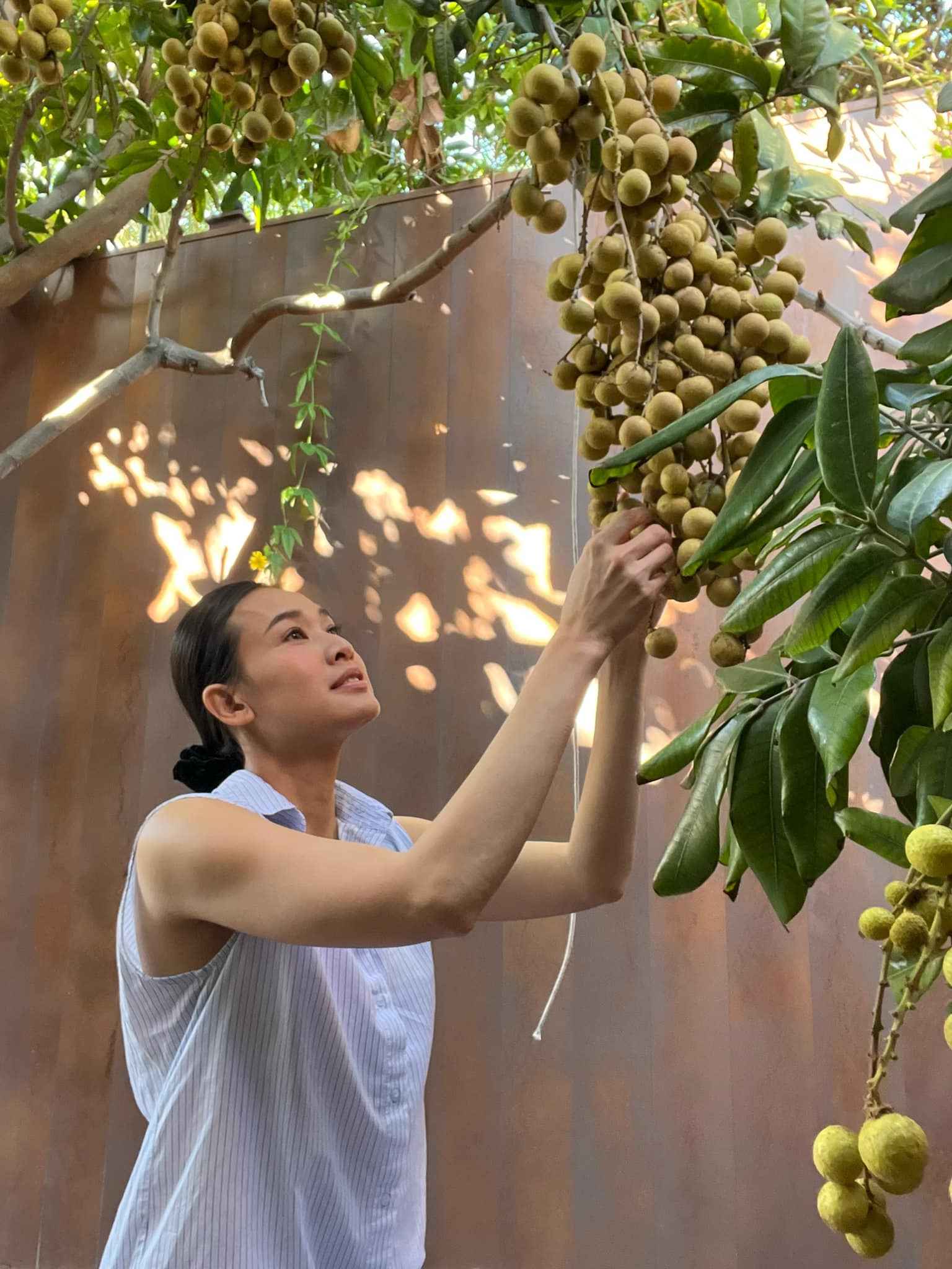 Đã mắt với vườn trái cây trong biệt thự của Hoa hậu Dương Mỹ Linh, có 1 góc đặc biệt ai xa quê cũng thích-5