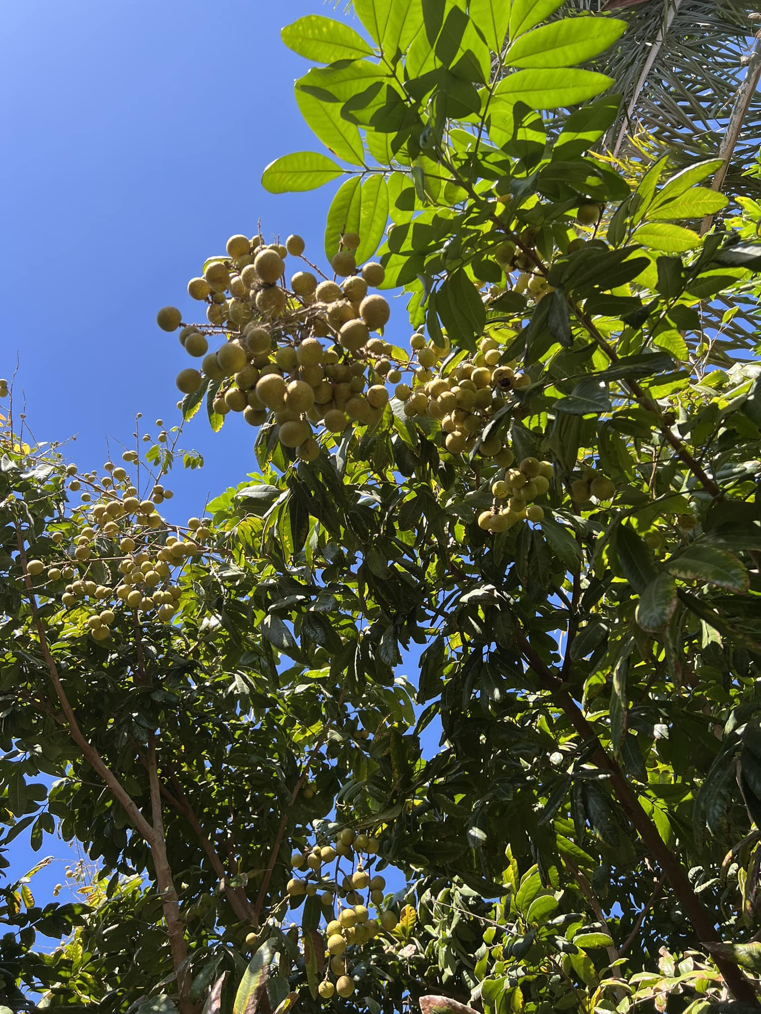 Đã mắt với vườn trái cây trong biệt thự của Hoa hậu Dương Mỹ Linh, có 1 góc đặc biệt ai xa quê cũng thích-6