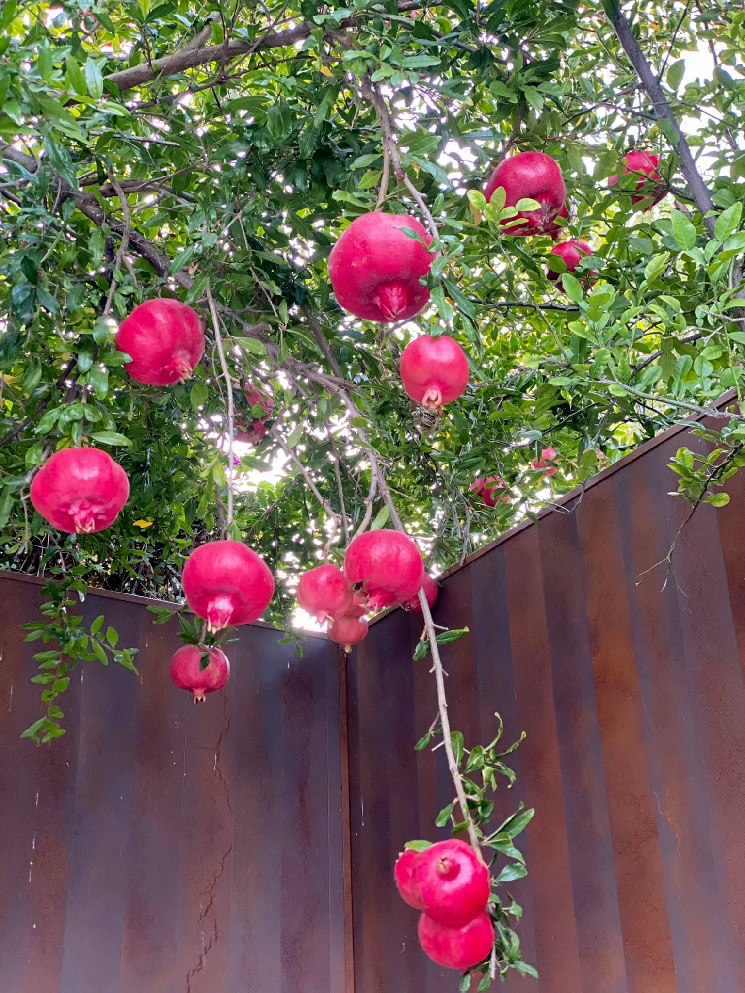 Đã mắt với vườn trái cây trong biệt thự của Hoa hậu Dương Mỹ Linh, có 1 góc đặc biệt ai xa quê cũng thích-7