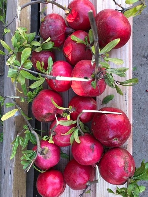 Đã mắt với vườn trái cây trong biệt thự của Hoa hậu Dương Mỹ Linh, có 1 góc đặc biệt ai xa quê cũng thích-10