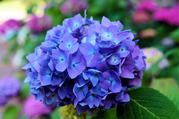 Khổ trước sướng sau: Ai sinh 3 tháng Âm lịch này, tuổi trẻ nhiều tai ương, hậu vận danh lợi sáng chói-2