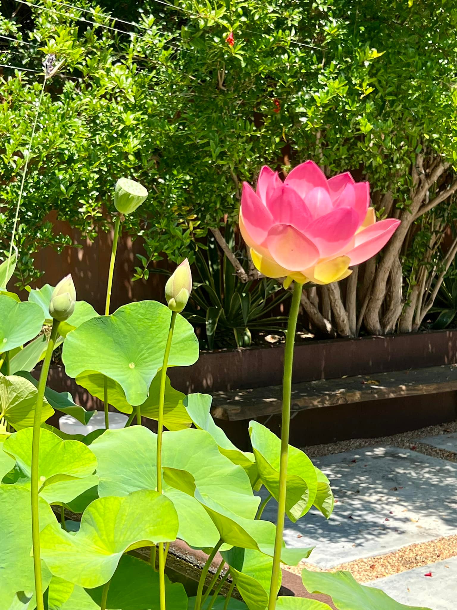 Đã mắt với vườn trái cây trong biệt thự của Hoa hậu Dương Mỹ Linh, có 1 góc đặc biệt ai xa quê cũng thích-11