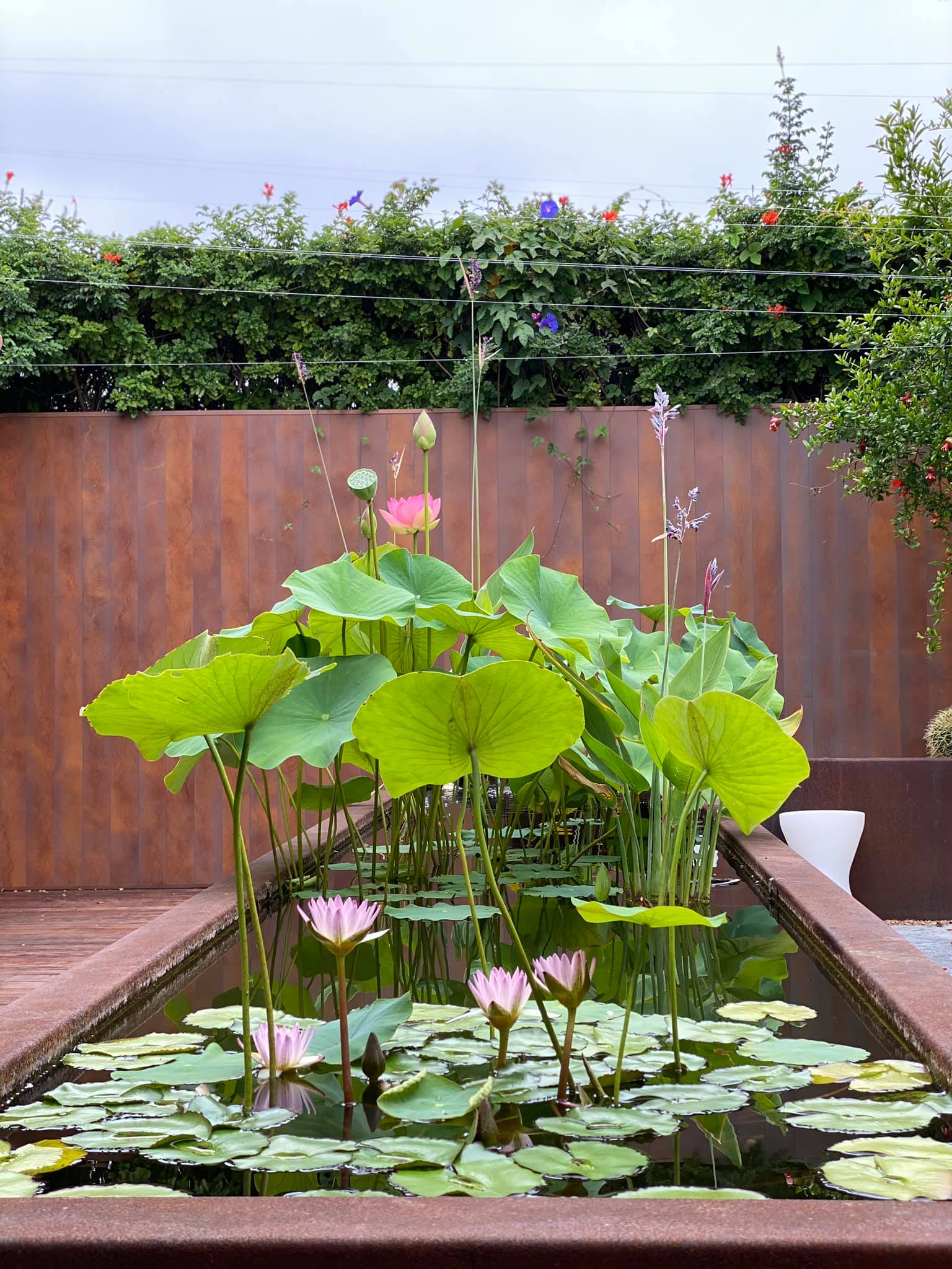 Đã mắt với vườn trái cây trong biệt thự của Hoa hậu Dương Mỹ Linh, có 1 góc đặc biệt ai xa quê cũng thích-12