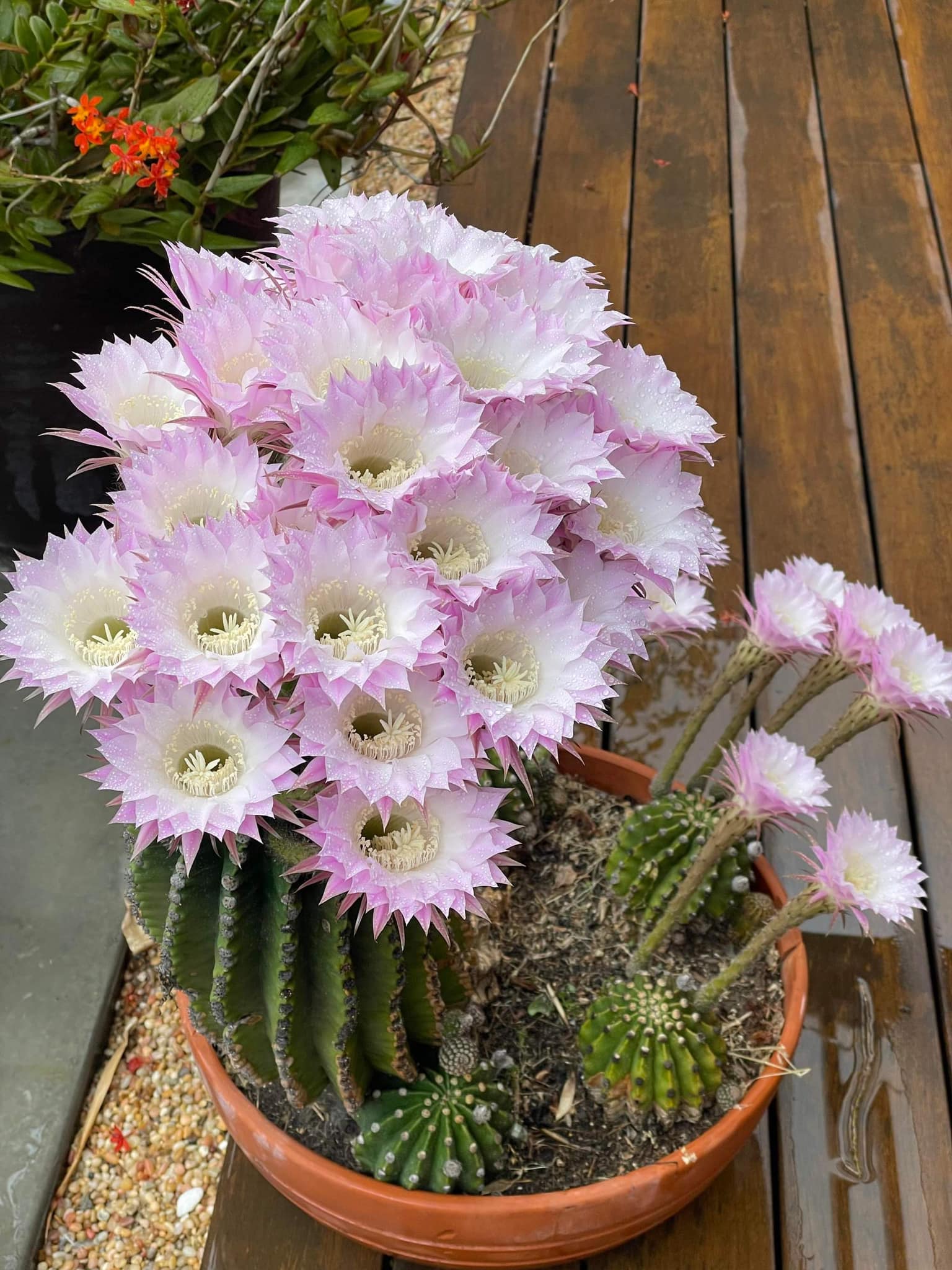 Đã mắt với vườn trái cây trong biệt thự của Hoa hậu Dương Mỹ Linh, có 1 góc đặc biệt ai xa quê cũng thích-13