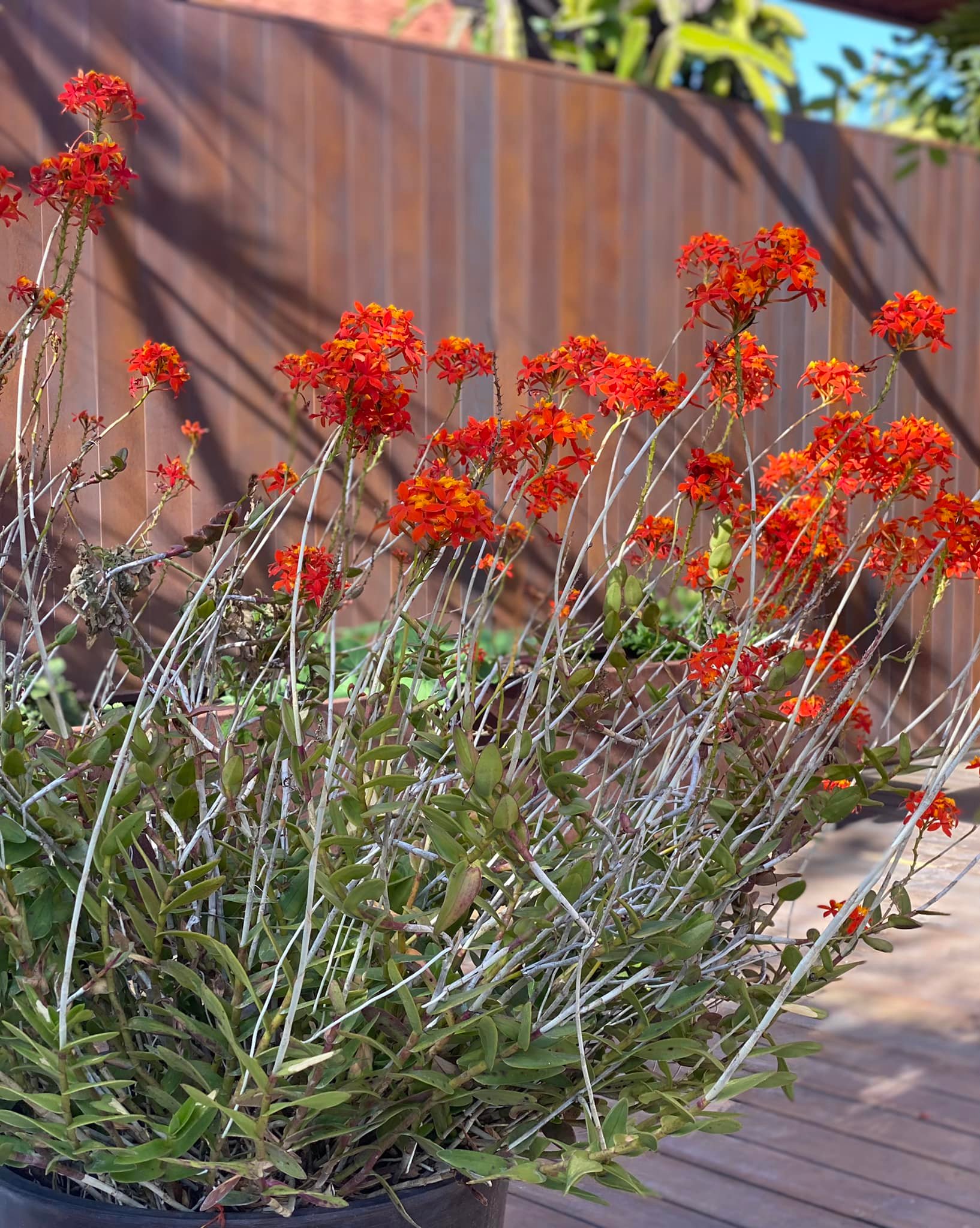 Đã mắt với vườn trái cây trong biệt thự của Hoa hậu Dương Mỹ Linh, có 1 góc đặc biệt ai xa quê cũng thích-14