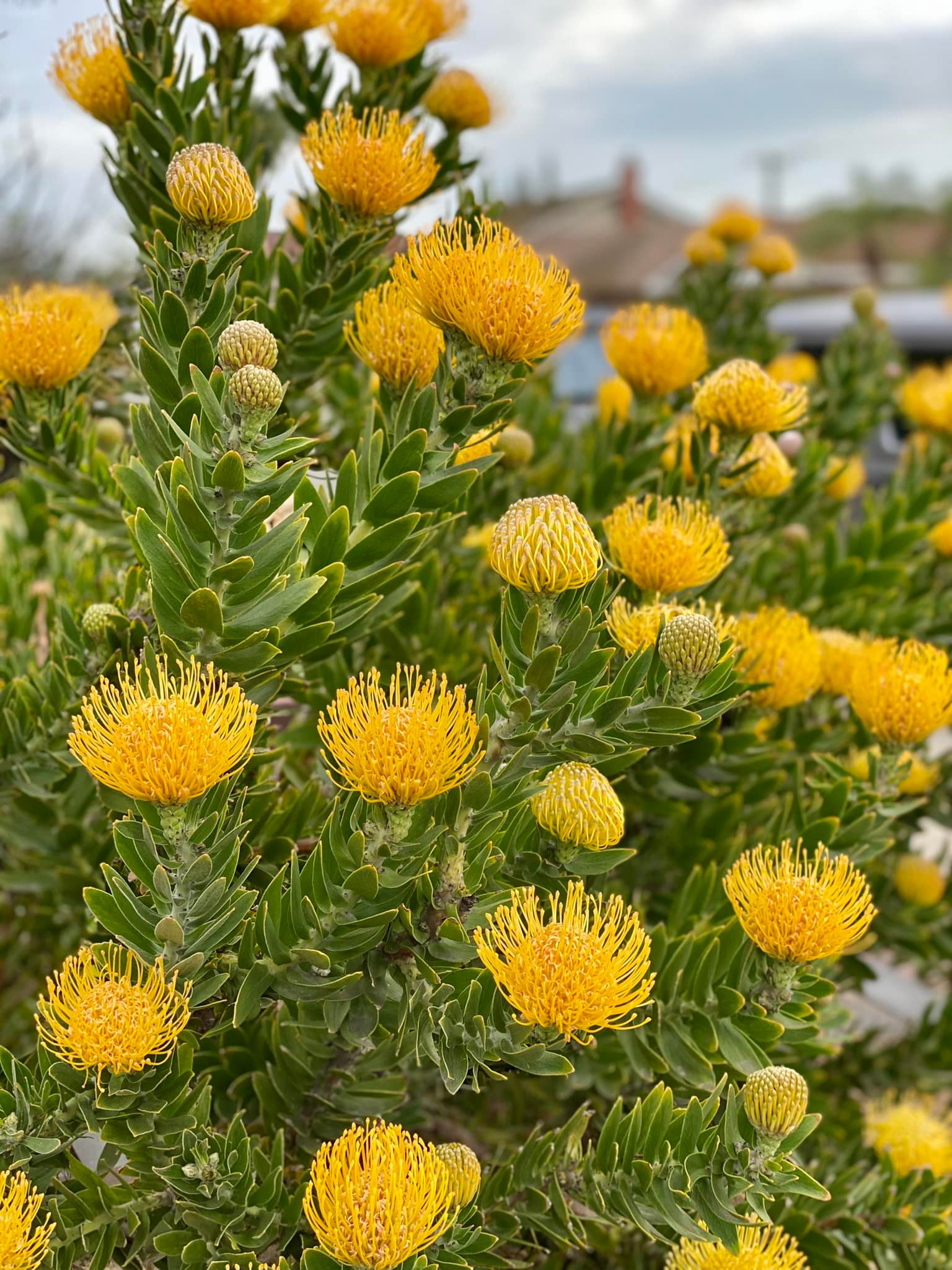 Đã mắt với vườn trái cây trong biệt thự của Hoa hậu Dương Mỹ Linh, có 1 góc đặc biệt ai xa quê cũng thích-15