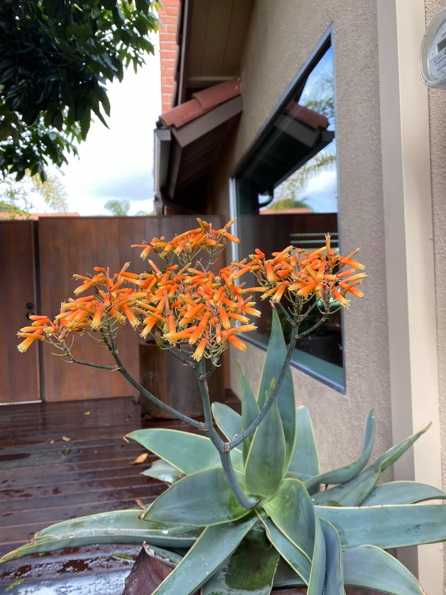 Đã mắt với vườn trái cây trong biệt thự của Hoa hậu Dương Mỹ Linh, có 1 góc đặc biệt ai xa quê cũng thích-18