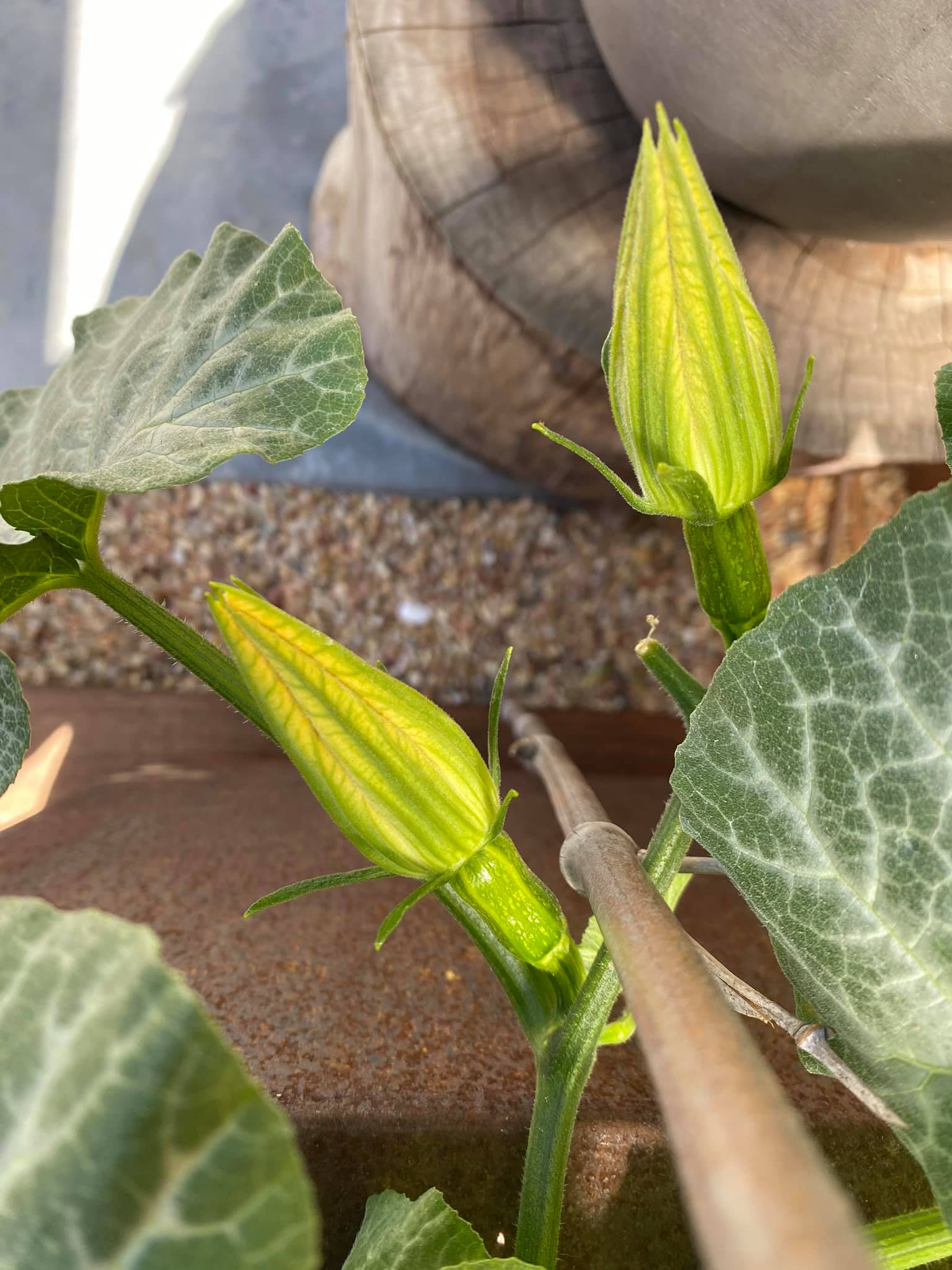 Đã mắt với vườn trái cây trong biệt thự của Hoa hậu Dương Mỹ Linh, có 1 góc đặc biệt ai xa quê cũng thích-19