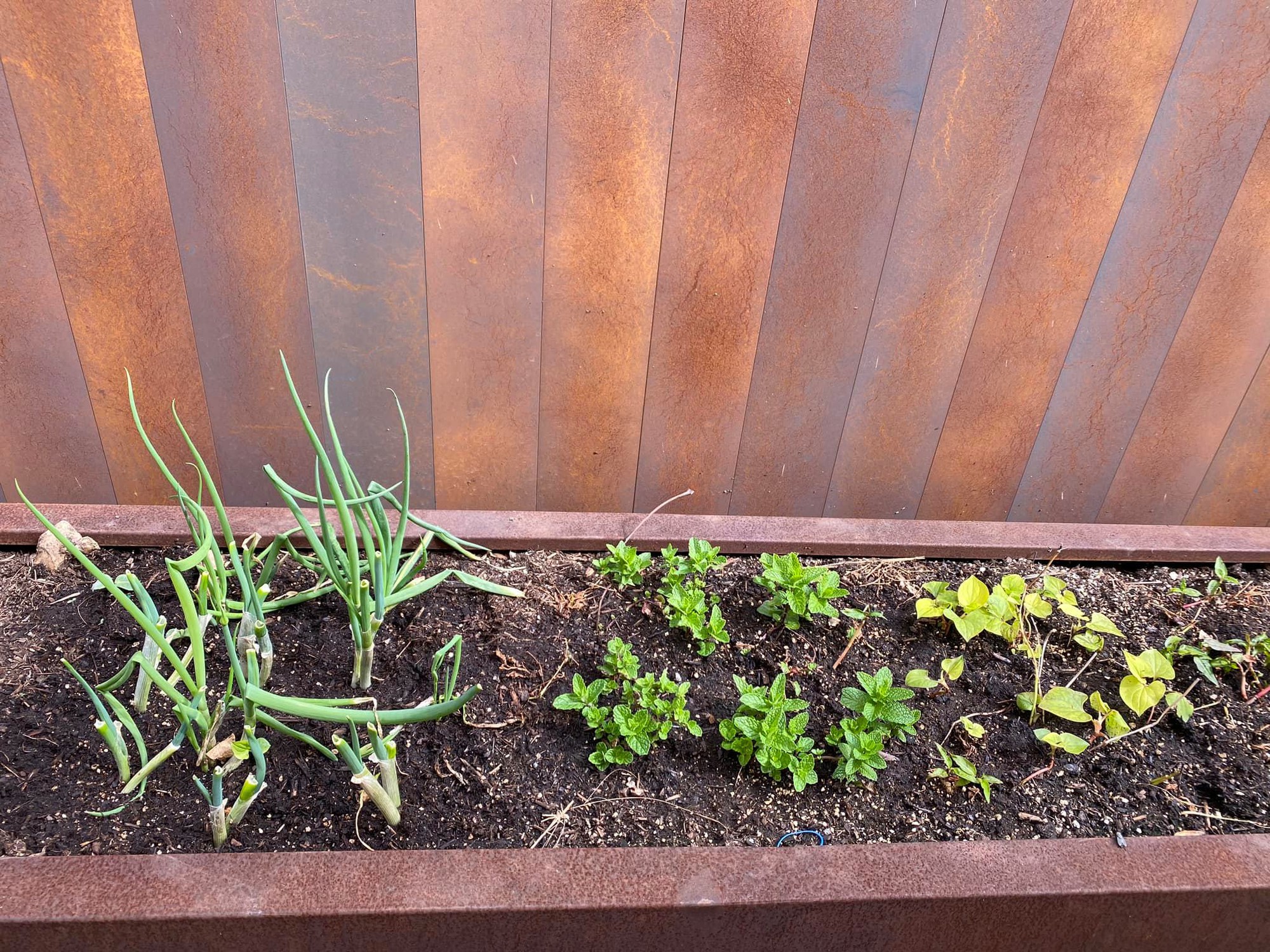 Đã mắt với vườn trái cây trong biệt thự của Hoa hậu Dương Mỹ Linh, có 1 góc đặc biệt ai xa quê cũng thích-20