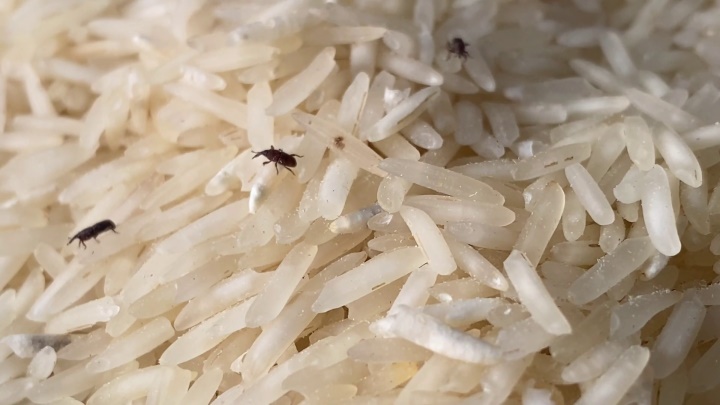 Mẹo bảo quản gạo để lâu không lo bị mọt-1