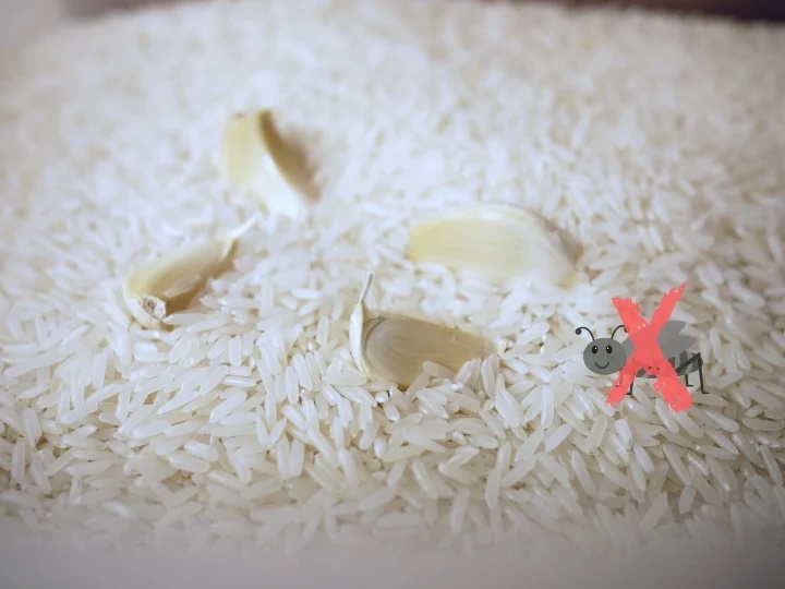 Mẹo bảo quản gạo để lâu không lo bị mọt-3