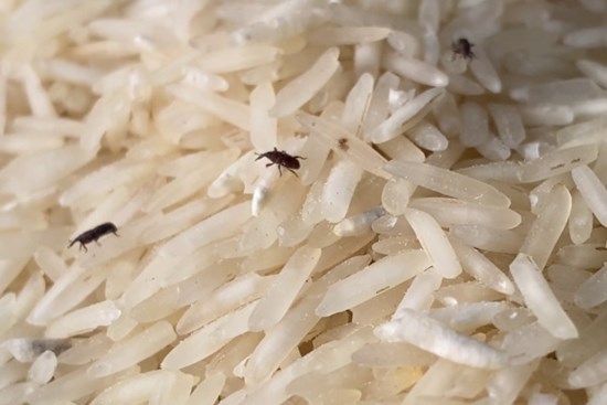 Mẹo bảo quản gạo để lâu không lo bị mọt