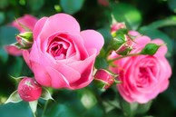 Trời thương người hiền: 3 con giáp làm đâu trúng đó, sống vui sống khỏe trong 4 tháng cuối năm 2023