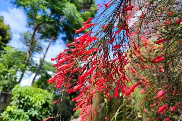 Hoa mắt với cây cảnh bảy sắc cầu vồng, thanh lọc khí độc, dưỡng người, nuôi tài lộc, hút may mắn-18