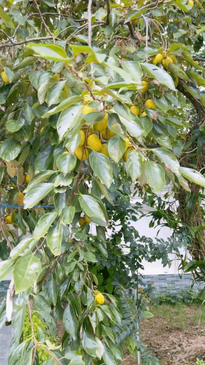 Hái hồng giòn trong vườn nhà mẹ chồng ở Ba Vì, hội mê hồng treo gió thấy mà xuýt xoa-2