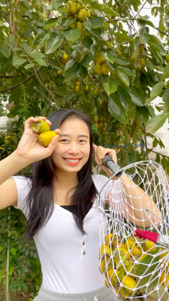 Hái hồng giòn trong vườn nhà mẹ chồng ở Ba Vì, hội mê hồng treo gió thấy mà xuýt xoa-1