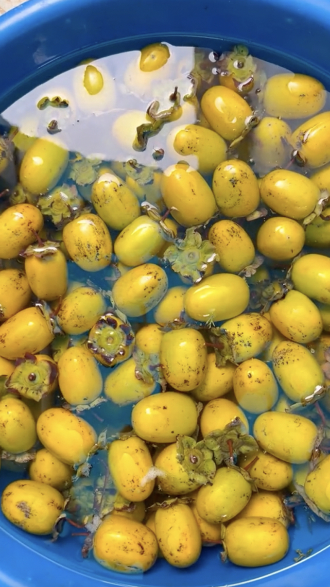 Hái hồng giòn trong vườn nhà mẹ chồng ở Ba Vì, hội mê hồng treo gió thấy mà xuýt xoa-4