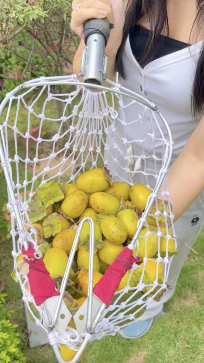 Hái hồng giòn trong vườn nhà mẹ chồng ở Ba Vì, hội mê hồng treo gió thấy mà xuýt xoa-5