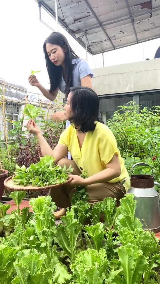 Hái hồng giòn trong vườn nhà mẹ chồng ở Ba Vì, hội mê hồng treo gió thấy mà xuýt xoa-6