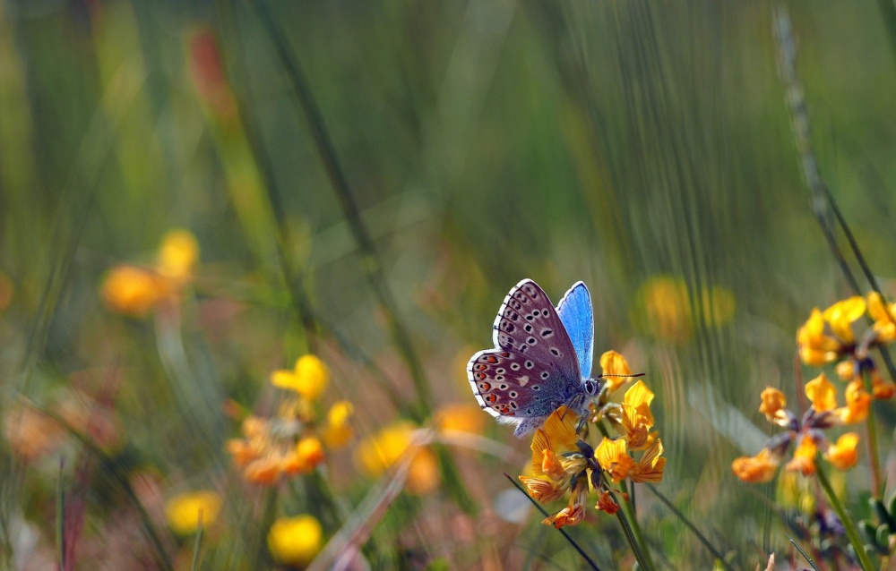 Tử vi ngày 18/9/2023: Tuổi Sửu nên tránh bao đồng, tuổi Mùi được đánh giá cao-1