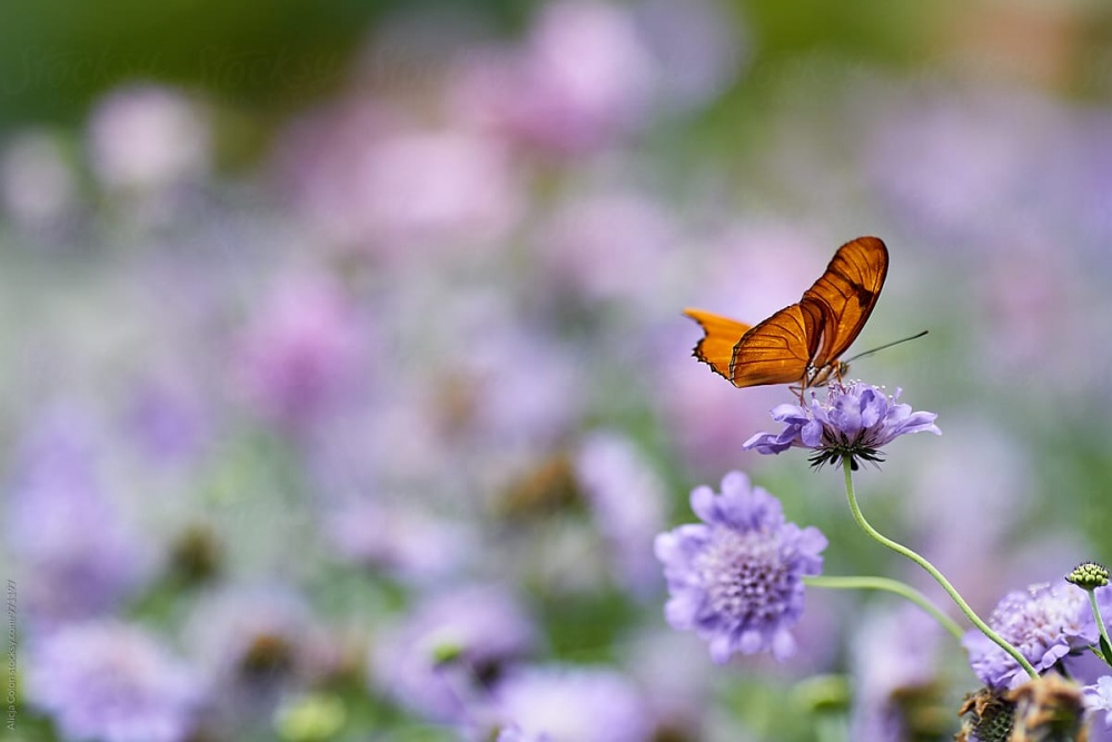 Tử vi ngày 18/9/2023: Tuổi Sửu nên tránh bao đồng, tuổi Mùi được đánh giá cao-2