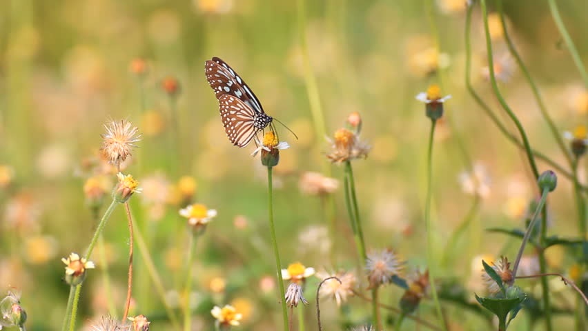 Tử vi ngày 18/9/2023: Tuổi Sửu nên tránh bao đồng, tuổi Mùi được đánh giá cao-3