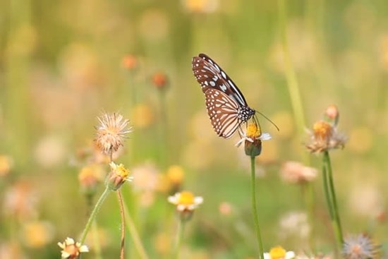 Tử vi ngày 18/9/2023: Tuổi Sửu nên tránh bao đồng, tuổi Mùi được đánh giá cao