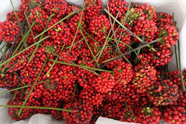 Sự thật bất ngờ về lá sâm Ngọc Linh giá chỉ hơn 500.000 đồng/kg-4