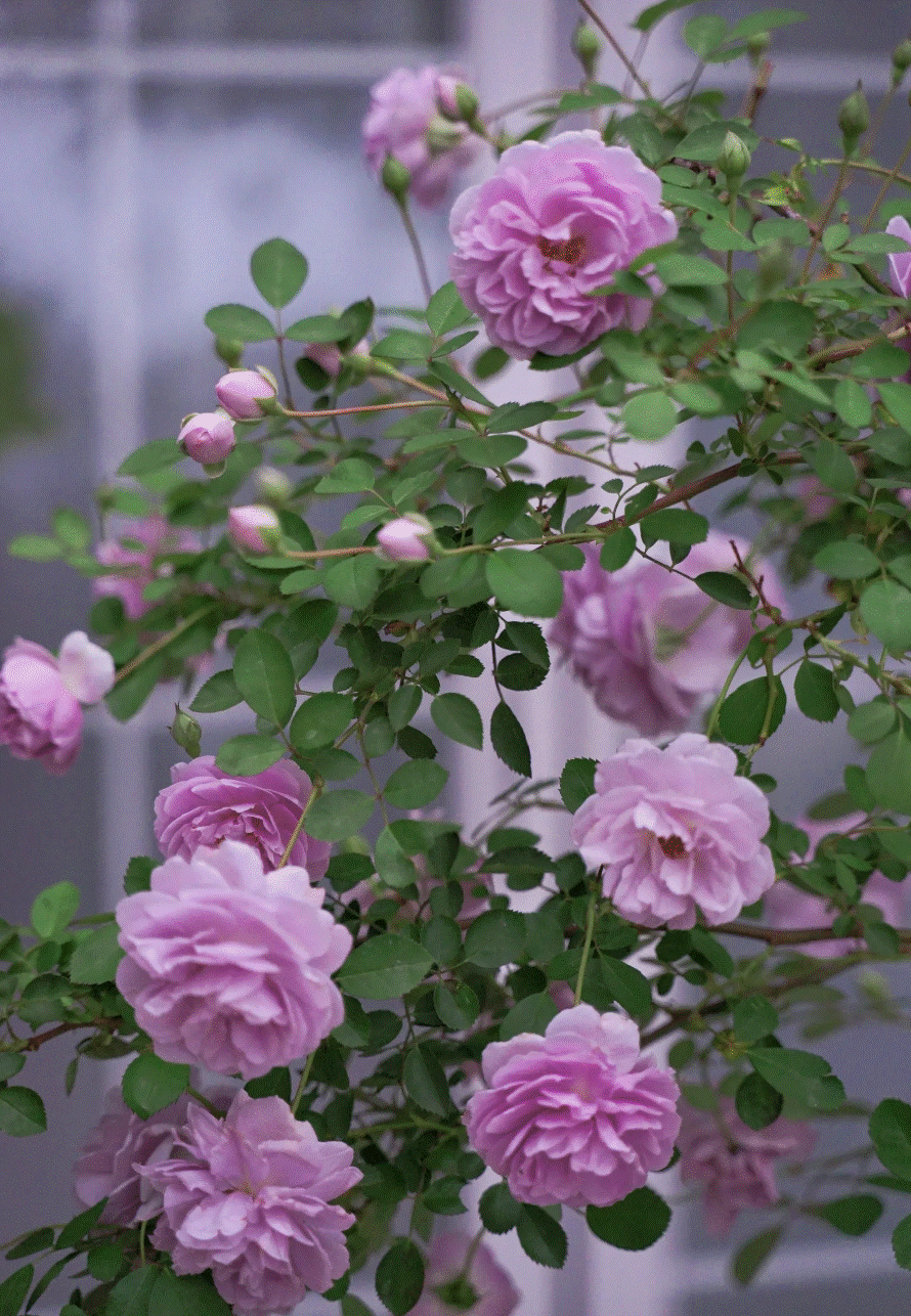 Cô gái mang cỏ lên trồng ở sân thượng, mùa hè không cần phải ra công viên vẫn có chỗ picnic siêu xinh-12