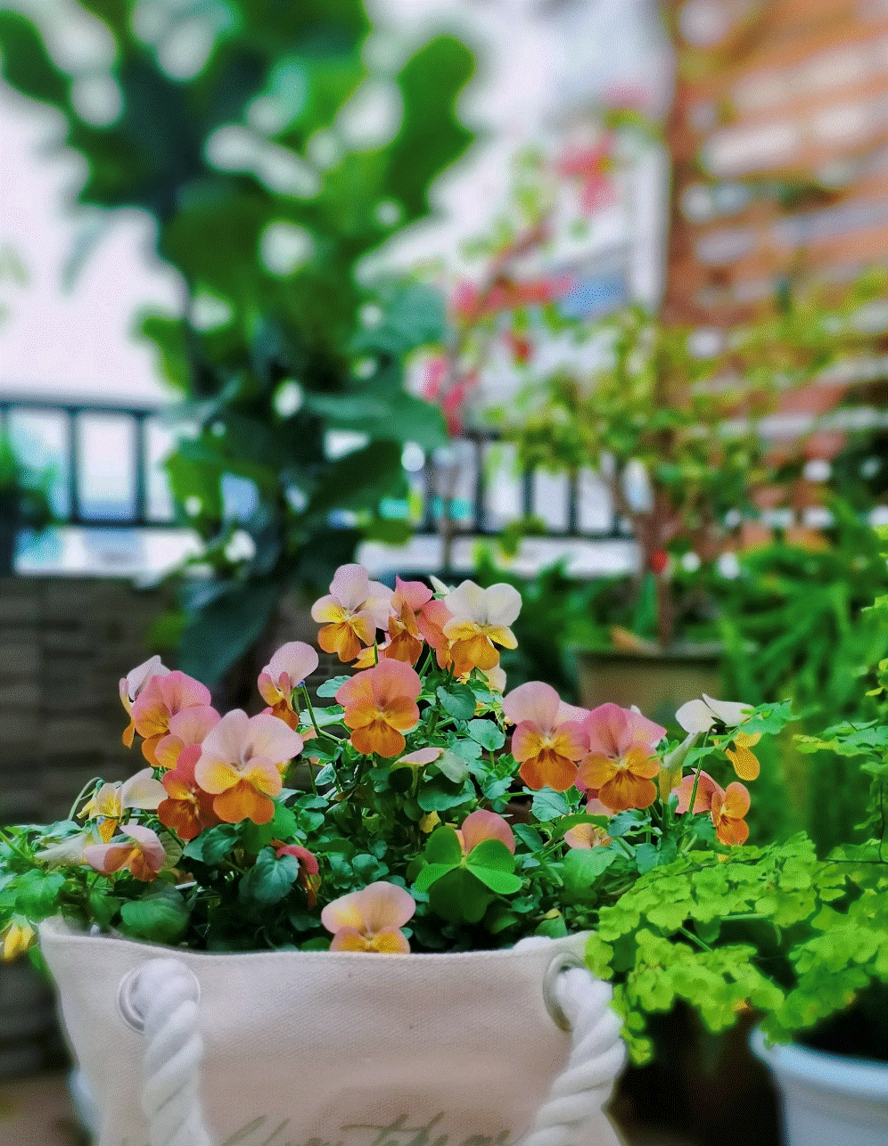 Cô gái mang cỏ lên trồng ở sân thượng, mùa hè không cần phải ra công viên vẫn có chỗ picnic siêu xinh-13