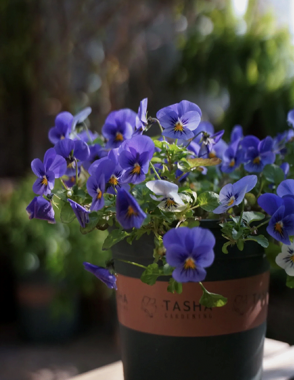 Cô gái mang cỏ lên trồng ở sân thượng, mùa hè không cần phải ra công viên vẫn có chỗ picnic siêu xinh-14