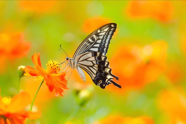 Vận xui qua đi, 3 con giáp tài lộc chói sáng, kiếm tiền dễ dàng, tình yêu viên mãn trong tháng 8 Âm lịch-4