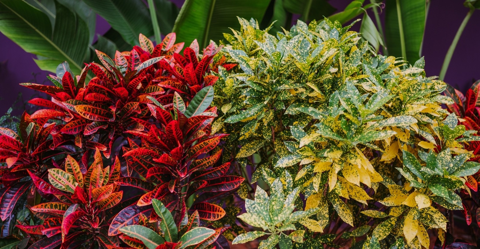 Hoa mắt với cây cảnh bảy sắc cầu vồng, thanh lọc khí độc, dưỡng người, nuôi tài lộc, hút may mắn-1