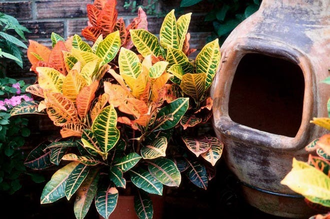 Hoa mắt với cây cảnh bảy sắc cầu vồng, thanh lọc khí độc, dưỡng người, nuôi tài lộc, hút may mắn-3