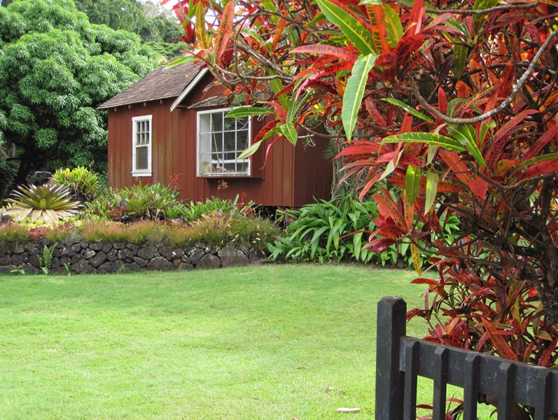 Hoa mắt với cây cảnh bảy sắc cầu vồng, thanh lọc khí độc, dưỡng người, nuôi tài lộc, hút may mắn-4