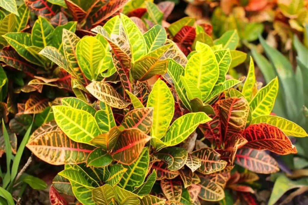 Hoa mắt với cây cảnh bảy sắc cầu vồng, thanh lọc khí độc, dưỡng người, nuôi tài lộc, hút may mắn-9