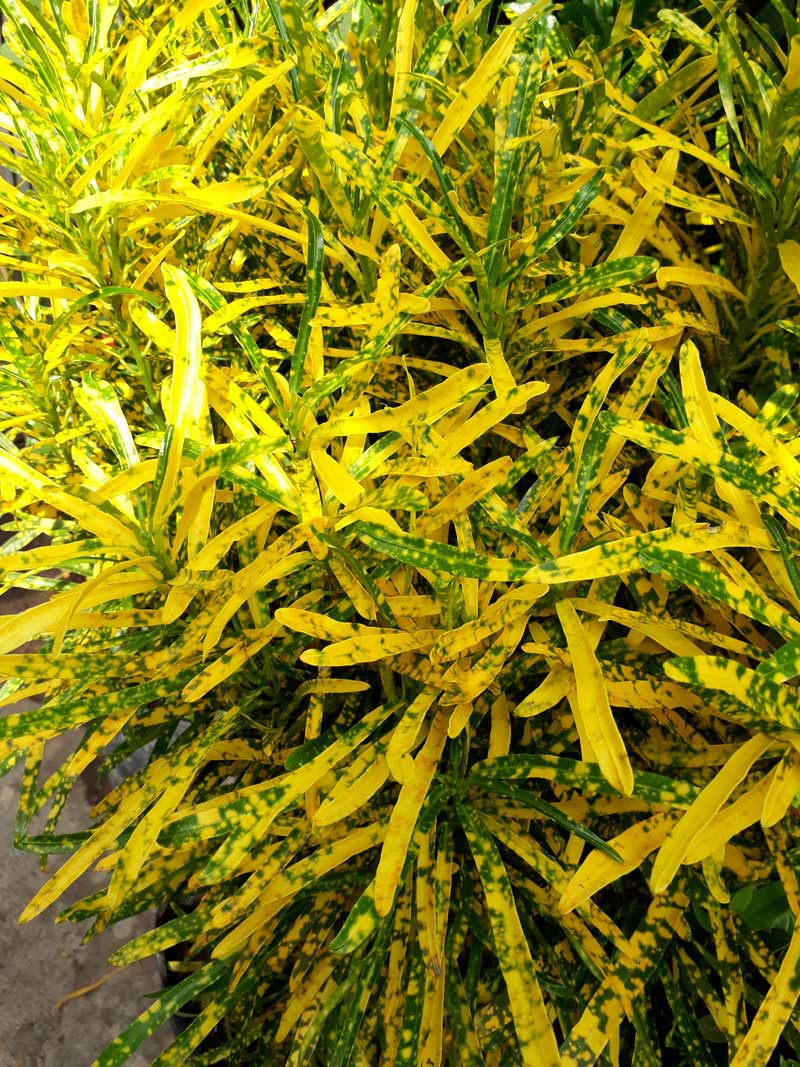 Hoa mắt với cây cảnh bảy sắc cầu vồng, thanh lọc khí độc, dưỡng người, nuôi tài lộc, hút may mắn-10