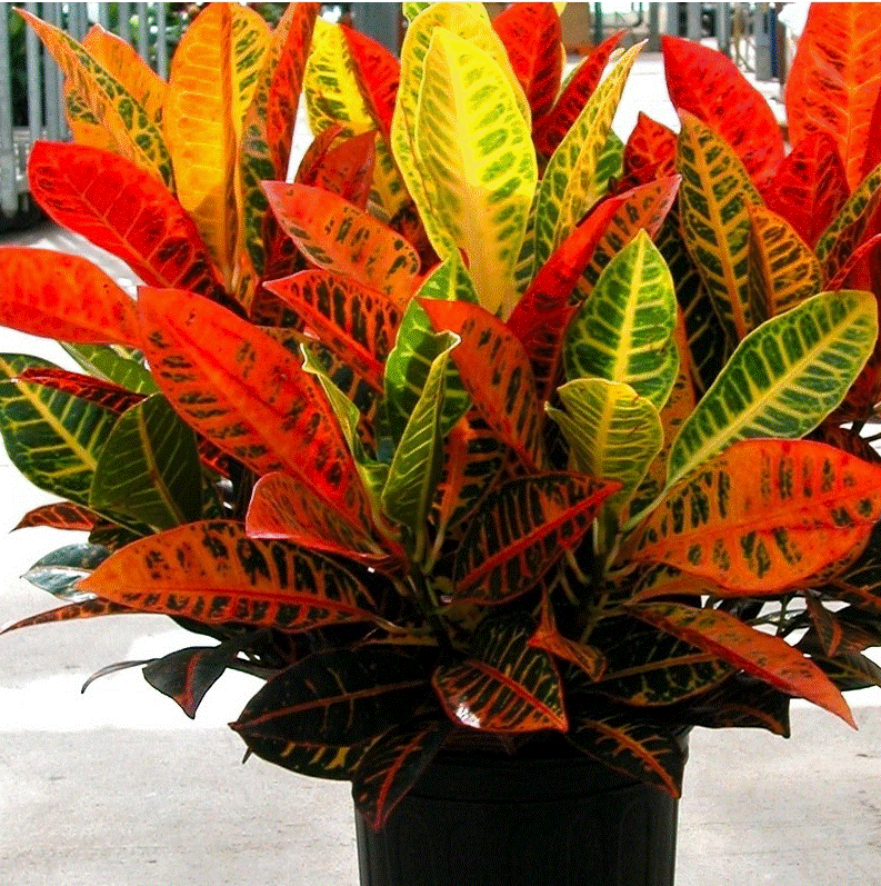 Hoa mắt với cây cảnh bảy sắc cầu vồng, thanh lọc khí độc, dưỡng người, nuôi tài lộc, hút may mắn-11