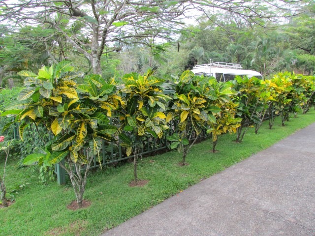 Hoa mắt với cây cảnh bảy sắc cầu vồng, thanh lọc khí độc, dưỡng người, nuôi tài lộc, hút may mắn-12