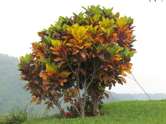 Hoa mắt với cây cảnh bảy sắc cầu vồng, thanh lọc khí độc, dưỡng người, nuôi tài lộc, hút may mắn-14