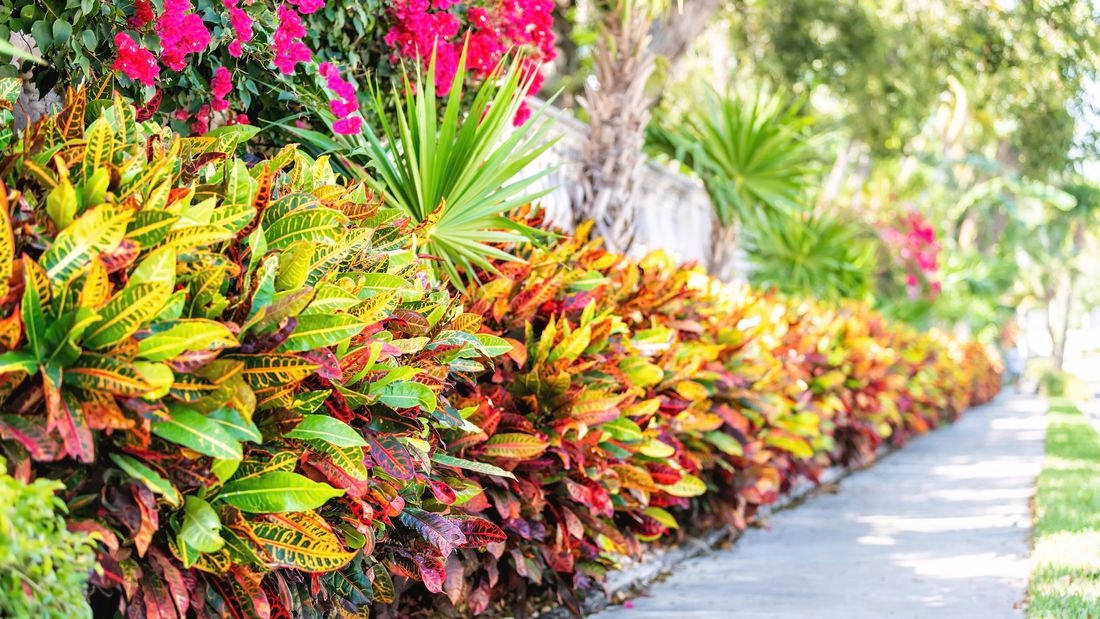 Hoa mắt với cây cảnh bảy sắc cầu vồng, thanh lọc khí độc, dưỡng người, nuôi tài lộc, hút may mắn-15