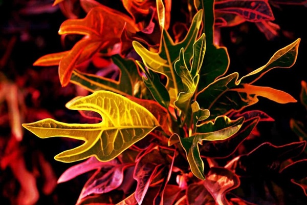 Cây cảnh nở mây hồng, rực rỡ, lãng mạn, nghe tên tưởng không đẹp mà đẹp không tưởng-12