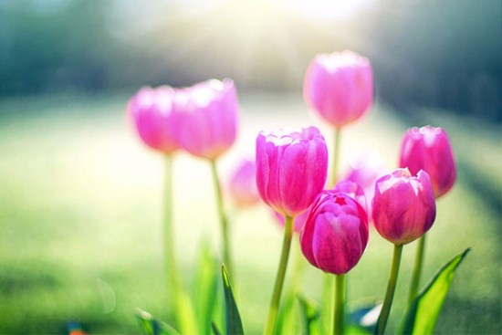 Vận xui qua đi, 3 con giáp tài lộc chói sáng, kiếm tiền dễ dàng, tình yêu viên mãn trong tháng 8 Âm lịch