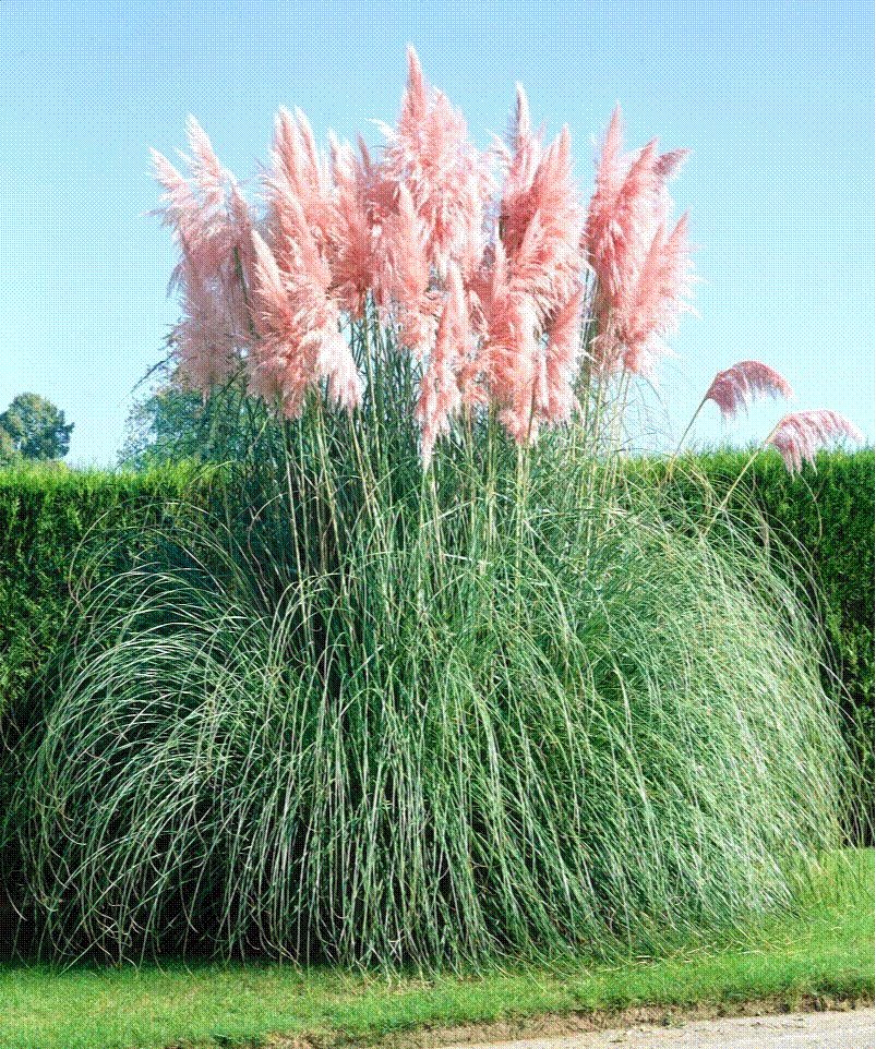 Cây cảnh nở mây hồng, rực rỡ, lãng mạn, nghe tên tưởng không đẹp mà đẹp không tưởng-9