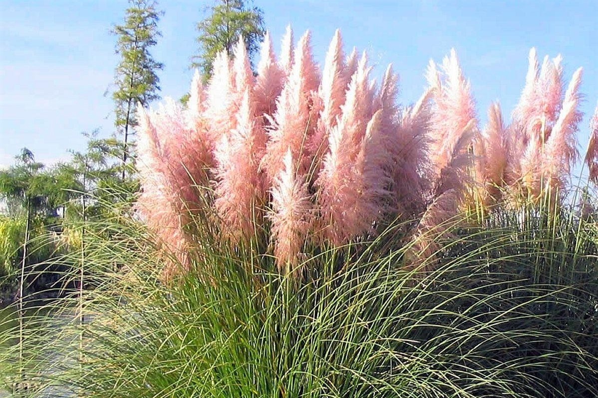 Cây cảnh nở mây hồng, rực rỡ, lãng mạn, nghe tên tưởng không đẹp mà đẹp không tưởng-10