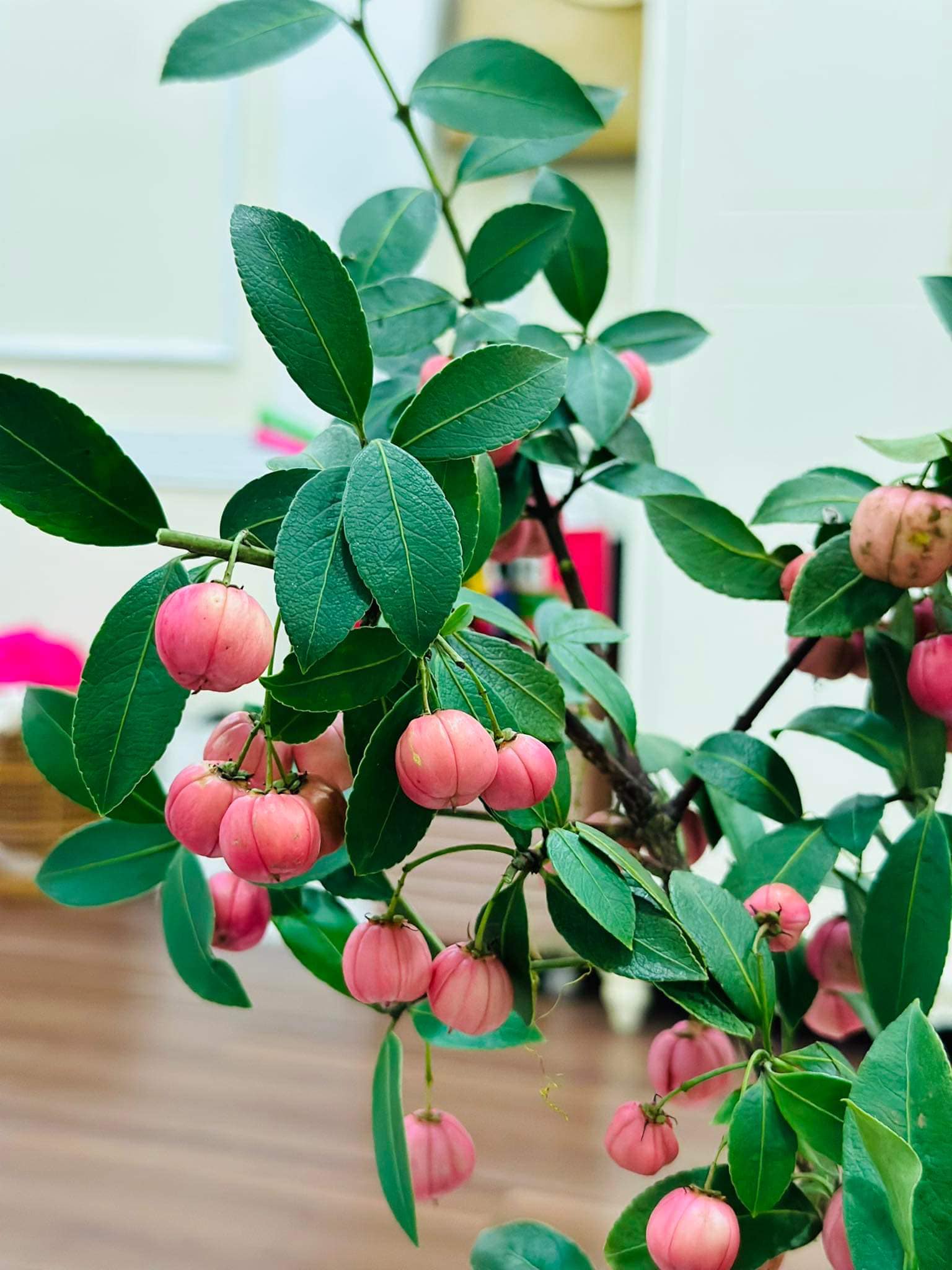 Loại cành quả lạ” nhập từ Trung Quốc, dân buôn rao bán giá 200.000 đồng/bó-1