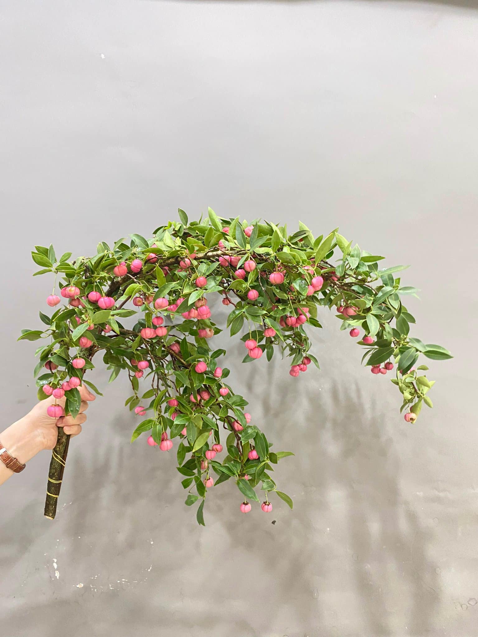 Loại cành quả lạ” nhập từ Trung Quốc, dân buôn rao bán giá 200.000 đồng/bó-2