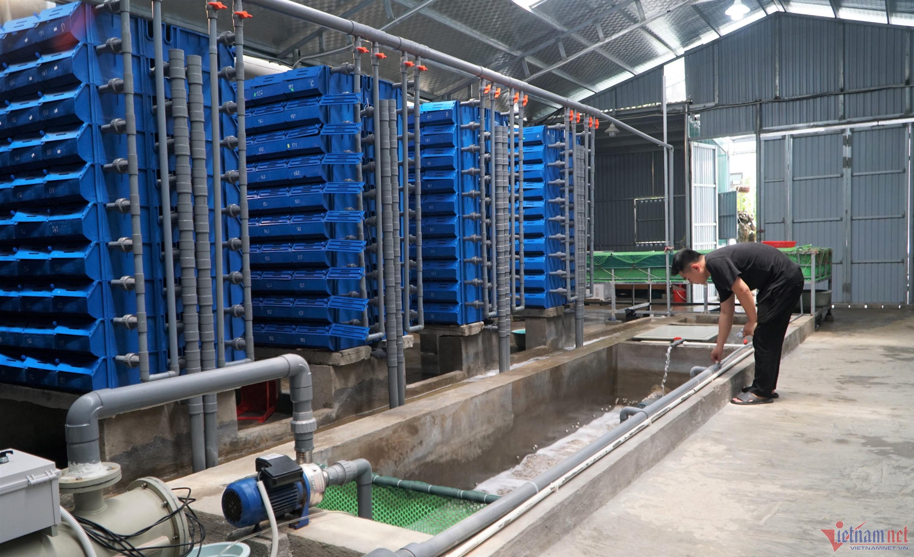 Chở nước biển lên núi nuôi cua, 9X dân tộc Thái kiếm hơn nửa tỷ mỗi năm-4